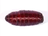 Pupa