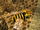 Nether Wasp