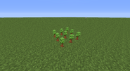 Old Way to grow Redwood Trees