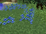 Bluebells
