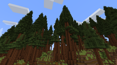 Redwood trees