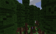 Redwood Trees seen from higher altitude