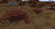 Survival is quite a challenge in the Tundra