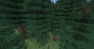 Coniferious Forest in 1.15.2