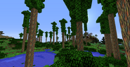 Trees in the modified Eucalyptus Biome