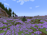 Lavender Field