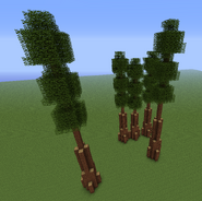 Old Redwood Trees in a Superflat World