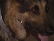 The.Bionic.Woman.S03E02.DVDrip.XviD-SAiNTS.avi 001975120