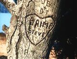The Return of the Bionic Woman - Heart of Jaime and Steve on a tree