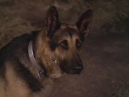 The.Bionic.Woman.S03E02.DVDrip.XviD-SAiNTS.avi 001920720.jpg (84 KB)