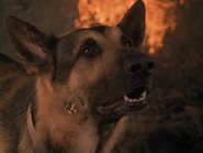 The.Bionic.Woman.S03E02.DVDrip.XviD-SAiNTS.avi 002509080.jpg (94 KB)