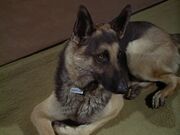 The.Bionic.Woman.S03E02.DVDrip.XviD-SAiNTS.avi 000618880