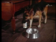 Max7.jpg (20 KB) Max feeds himself