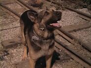 The.Bionic.Woman.S03E02.DVDrip.XviD-SAiNTS.avi 002503480.jpg (140 KB)