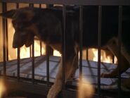 The.Bionic.Woman.S03E02.DVDrip.XviD-SAiNTS.avi 001742880.jpg (79 KB)