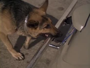 The.Bionic.Woman.S03E01.DVDrip.XviD-SAiNTS.avi 002394320.jpg (97 KB) Maximillian