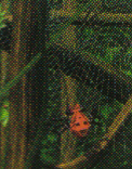 Quest Fikouweb