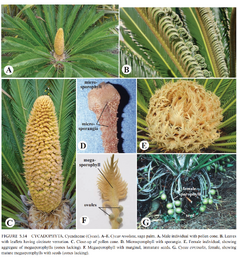 裸子植物 生物学竞赛辞典维基 Fandom