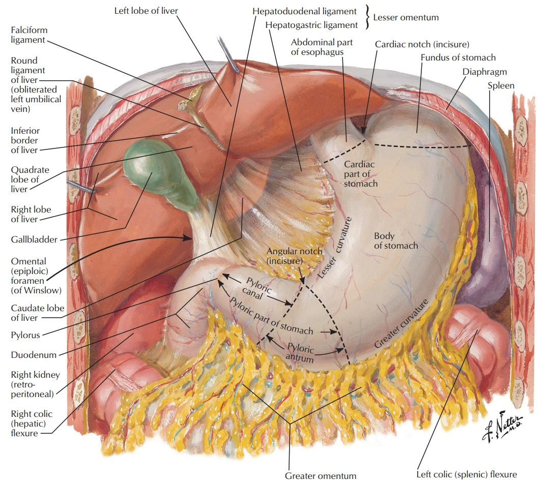腹腔器官,脾在最右侧