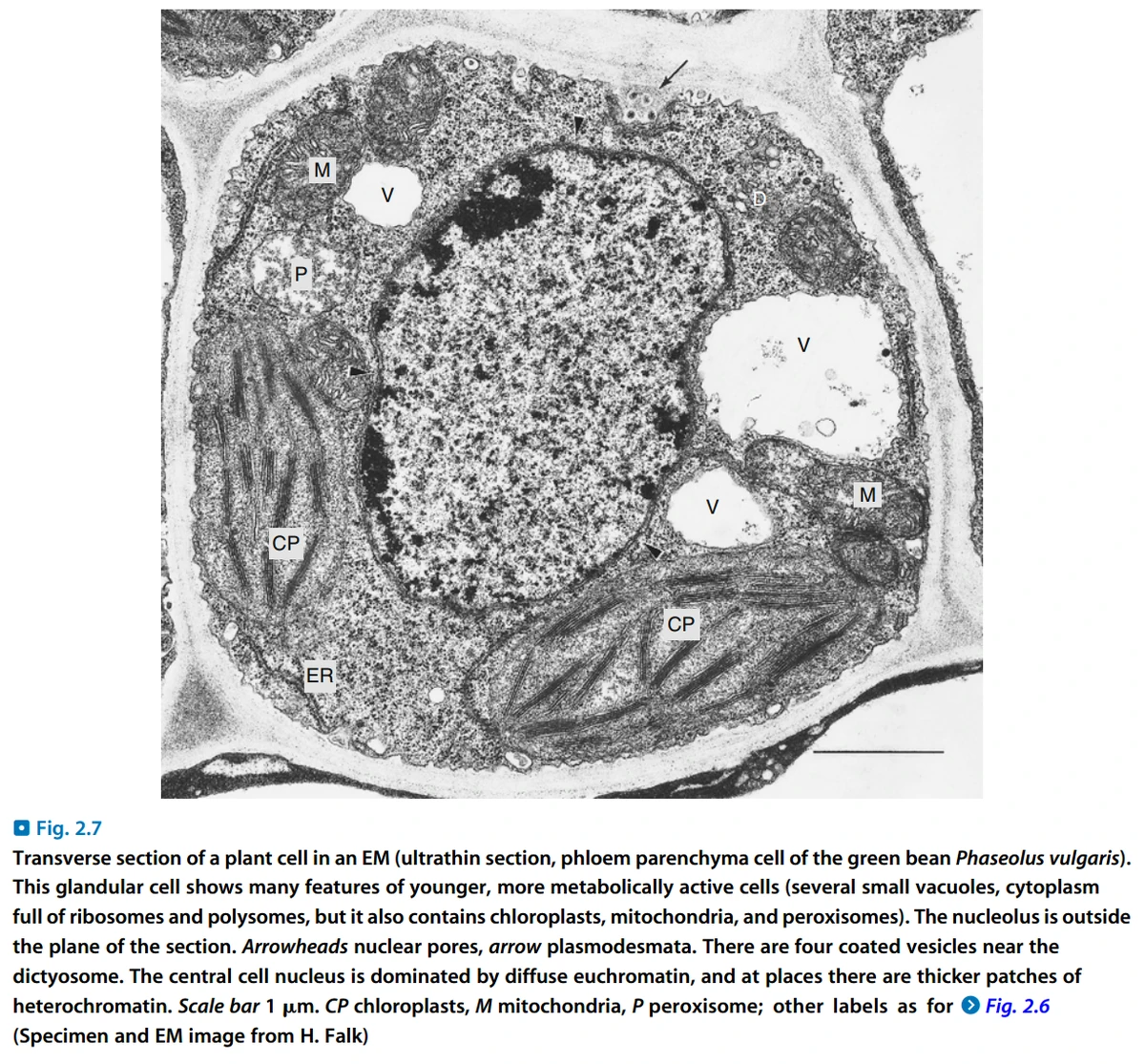 维管植物的结构| 生物学竞赛辞典维基| Fandom, image size:1200x1115
