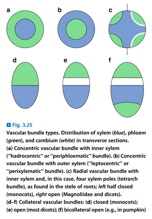 維管植物的結構 生物学竞赛辞典维基 Fandom