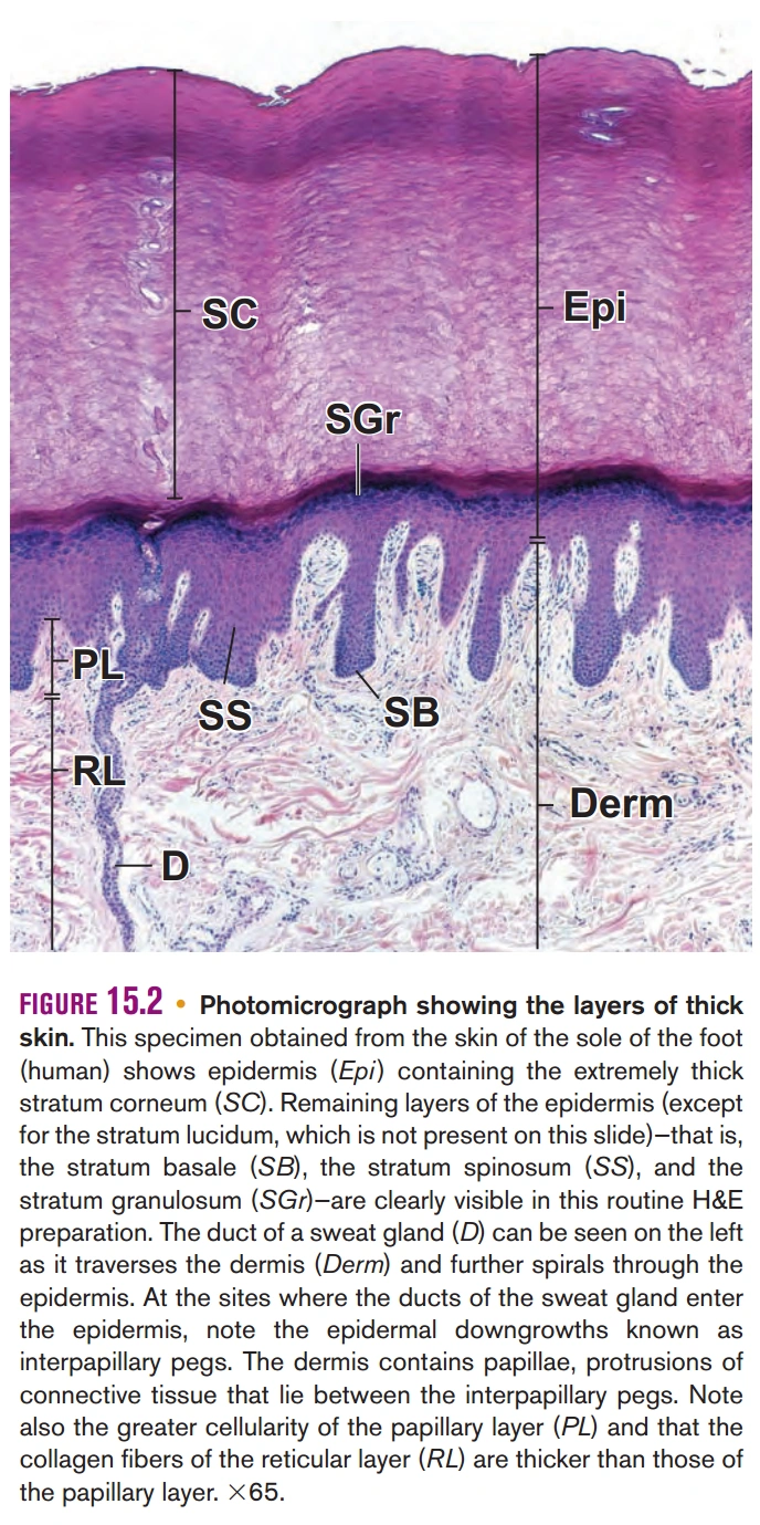脊椎動物的皮膚 生物学竞赛辞典维基 Fandom