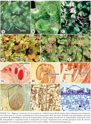 苔藓植物 生物学竞赛辞典维基 Fandom