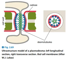 維管植物的結構 生物学竞赛辞典维基 Fandom