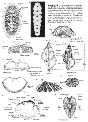 软体动物门 生物学竞赛辞典维基 Fandom 软体动物门 生物学竞赛辞典维基 Fandom