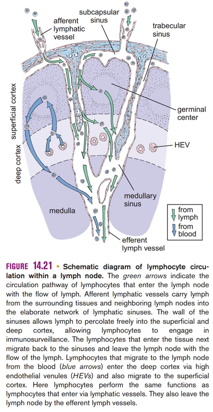脊椎動物的適應性免疫系統 生物学竞赛辞典维基 Fandom