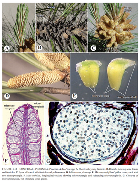 裸子植物 生物学竞赛辞典维基 Fandom