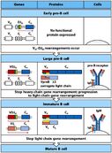 Ontwikkeling B-cel