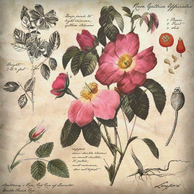 An illustration of the Rosa Gallica Officialis, by Julie Langford.