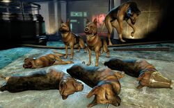 DogsBaSE2.jpg