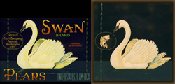 Swan