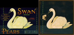 Swan.png