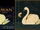 Swan.png
