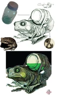 FrogGathererConcept