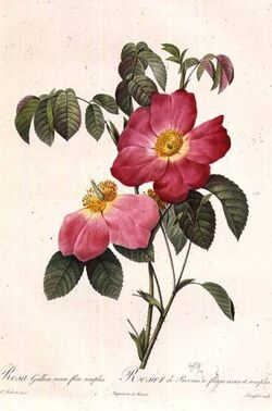 Rosa Gallica Pierre-Joseph Redouté