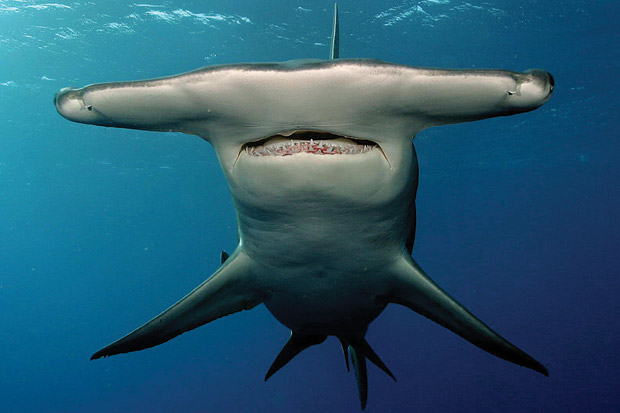 邦楽 Hammer Head Shark BYE MY NAKED 邦楽 Hammer Head Shark - BYE MY NAKED Hammer Head Shark