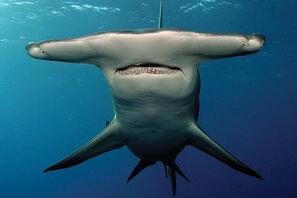 邦楽 Hammer Head Shark BYE MY NAKED Hammer Head Shark / BYE MY NAKED | The Domestic