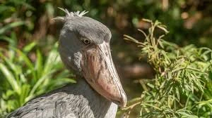 Shoebill | Bird Page! Wiki | Fandom