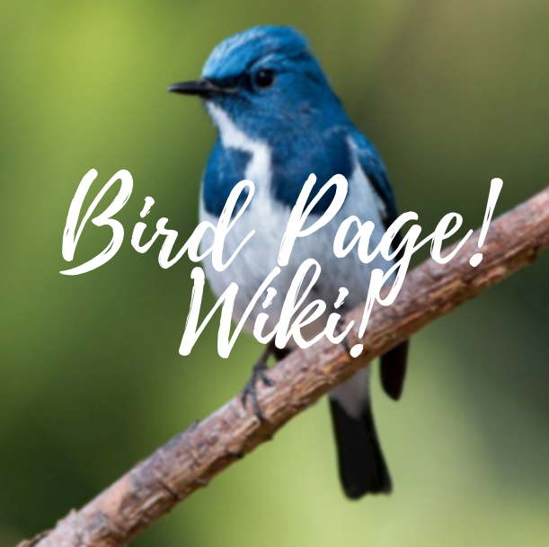 Discuss Everything About Bird Page! Wiki