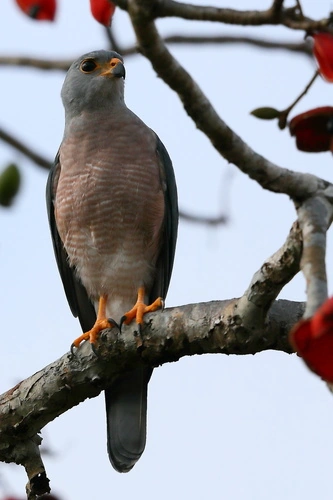 Variable Goshawk (Lesser Sundas) (Accipiter hiogaster ssp. sylvestris ...