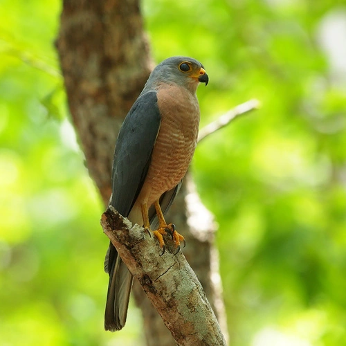 Variable Goshawk (Accipiter hiogaster) | Birdpedia Wiki | Fandom