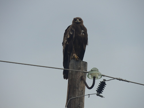 Aquila nipalensis ssp. nipalensis | Birdpedia Wiki | Fandom