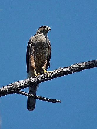 Gundlach's Hawk (accipiter gundlachi) Birdpedia Wiki Fandom
