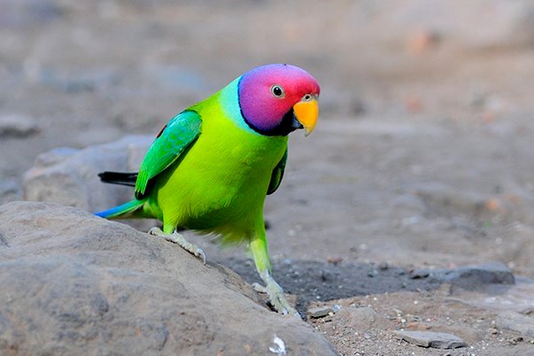 Rose-ringed parakeet or Psittacula krameri... - Stock Photo [97730617] -  PIXTA