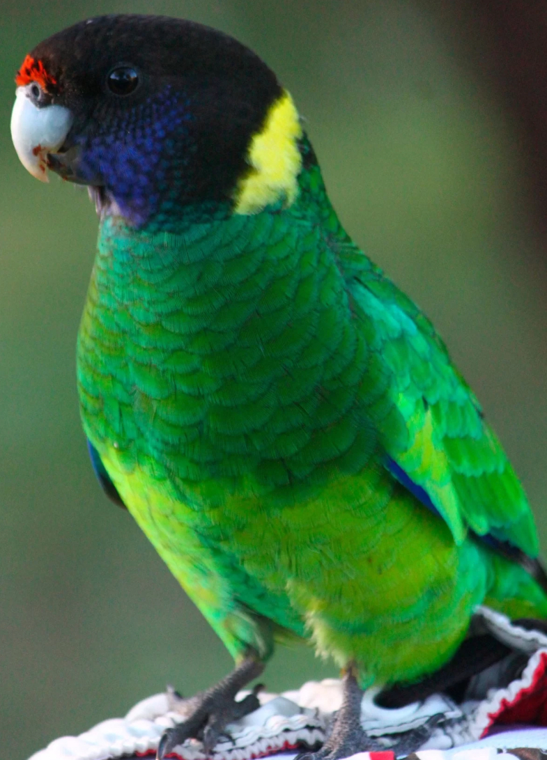 28 parrot on sale