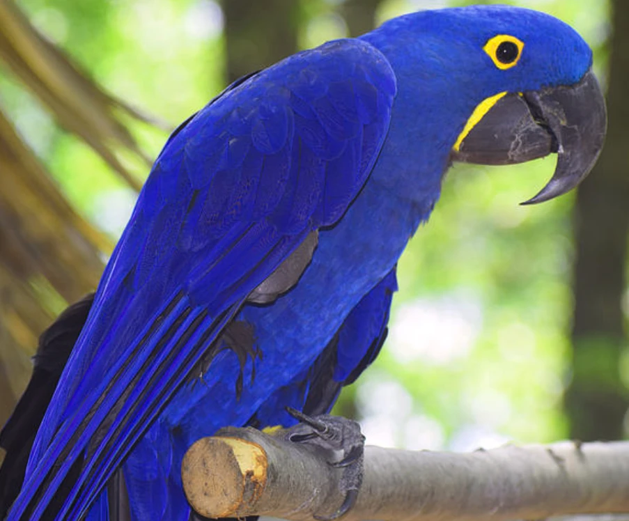 Hyacinth Macaw